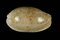 藏品(腰斑寶螺)的圖片